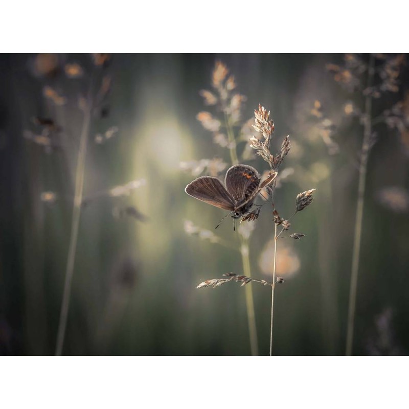 MARBURG | Butterfly on Flower